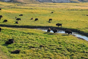 bison-herd-hayden-valley-yellowstone-natl-park-2011-09-08_1936x1296